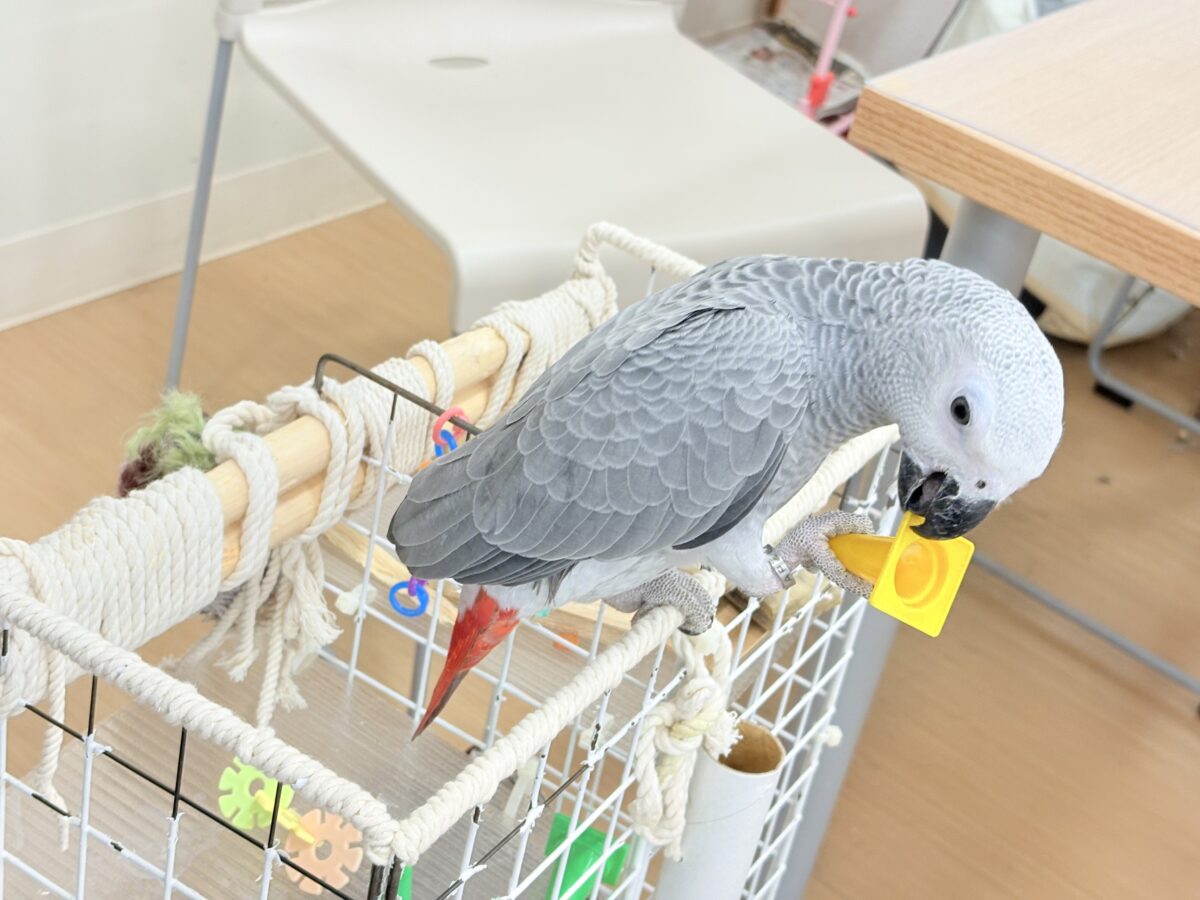 ヨウム