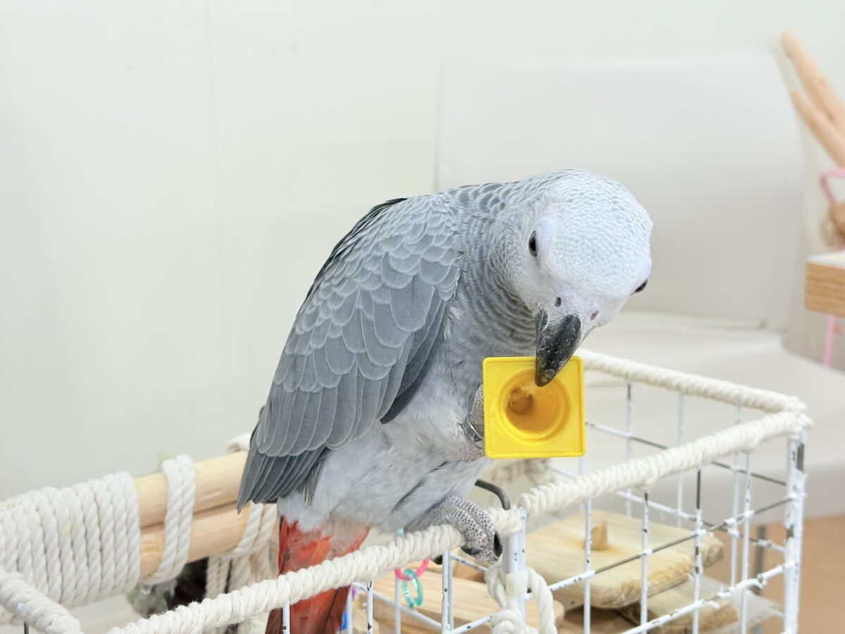 ヨウム