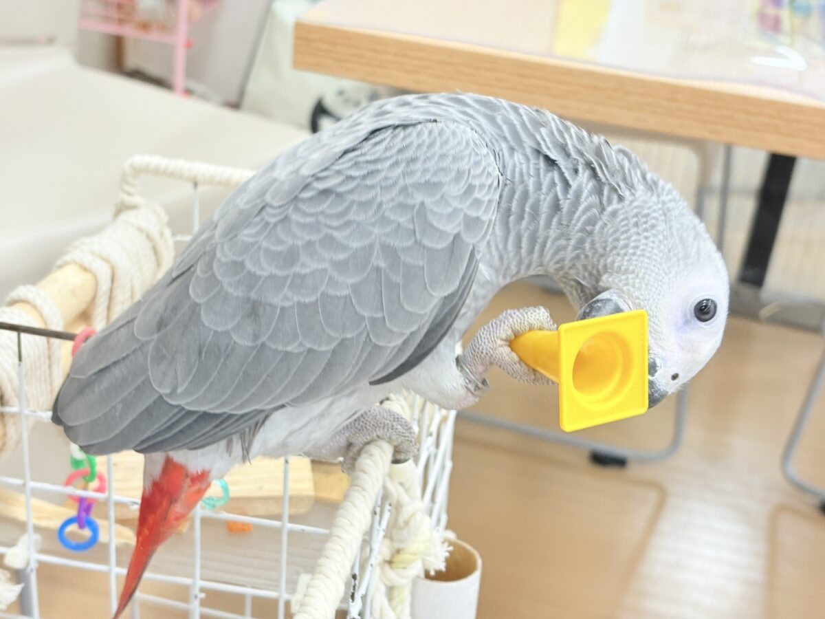 ヨウム