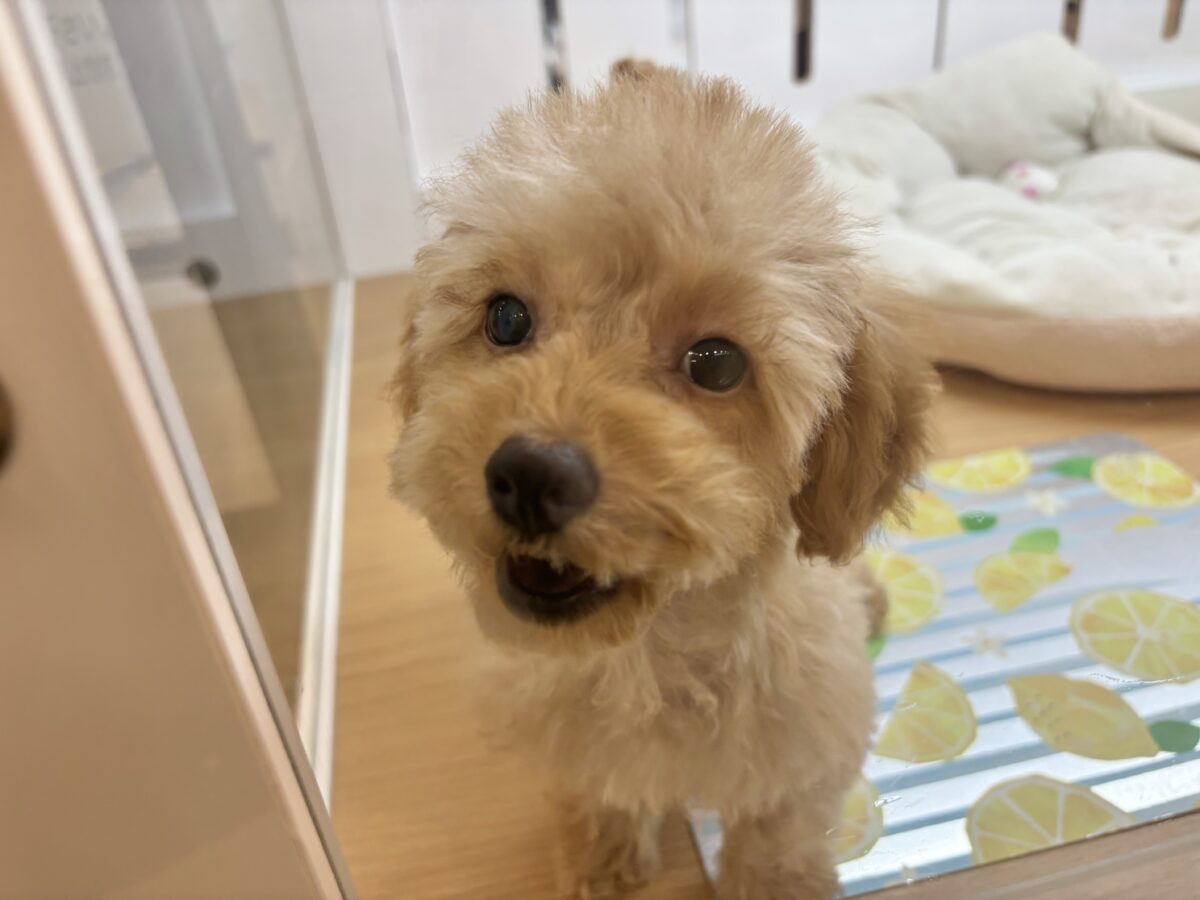 トイプードル