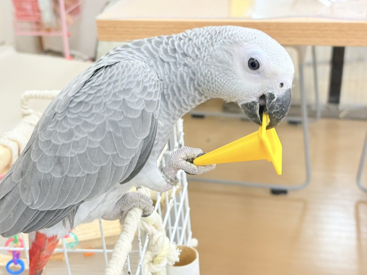 ヨウム