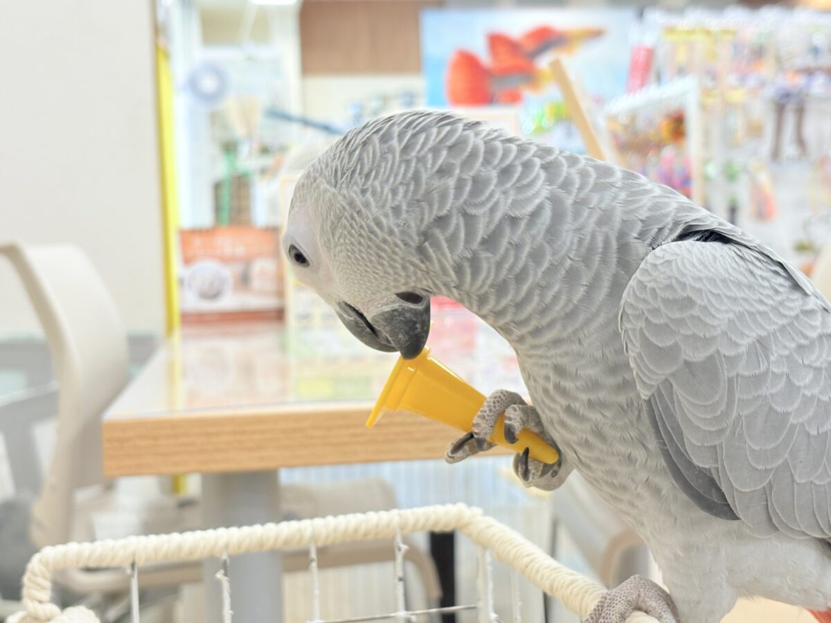 ヨウム