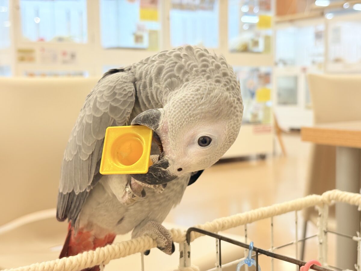 ヨウム