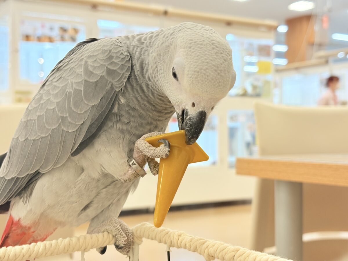 ヨウム