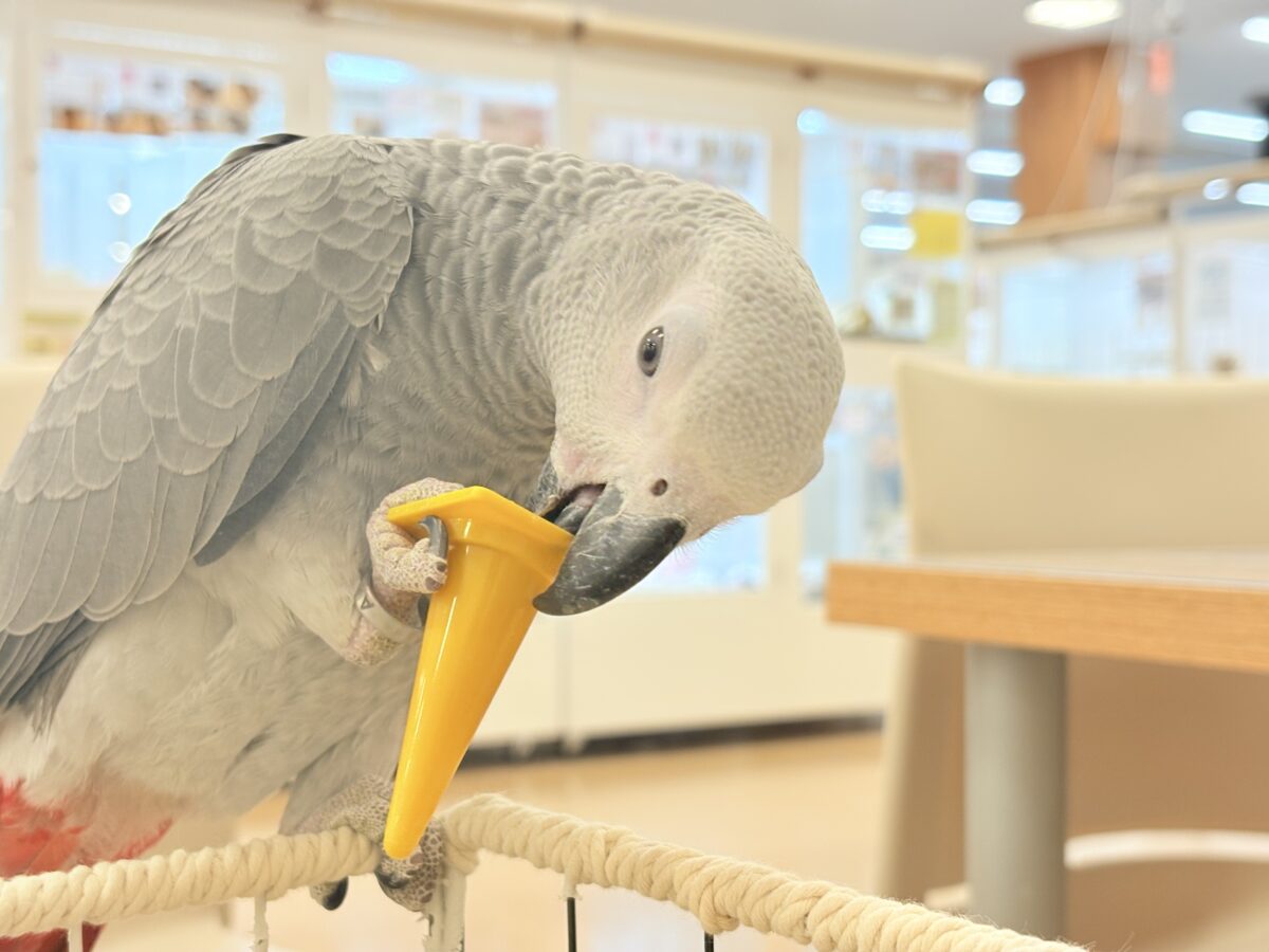 ヨウム