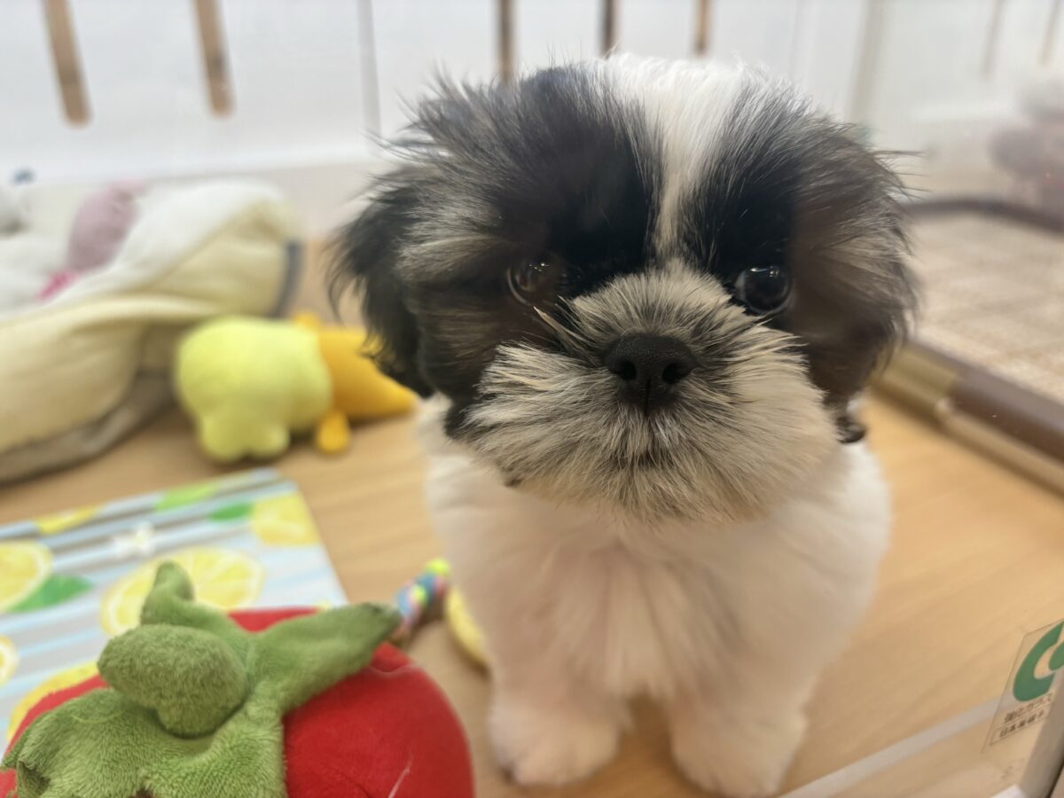 シーズー
