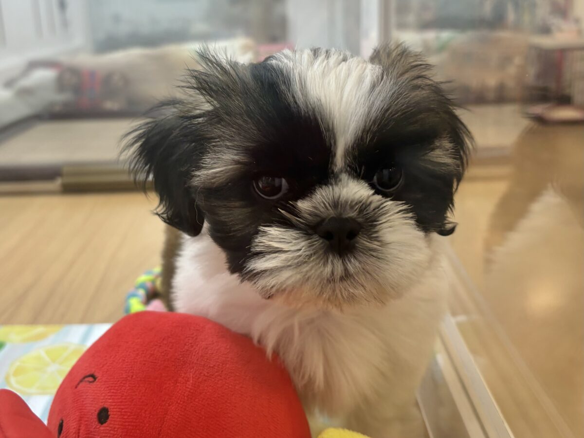 シーズー