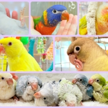 【 緊急！延長決定！】鳥好きさん集まれ〜っ🐥🪅💫中型インコ祭🏮🎉