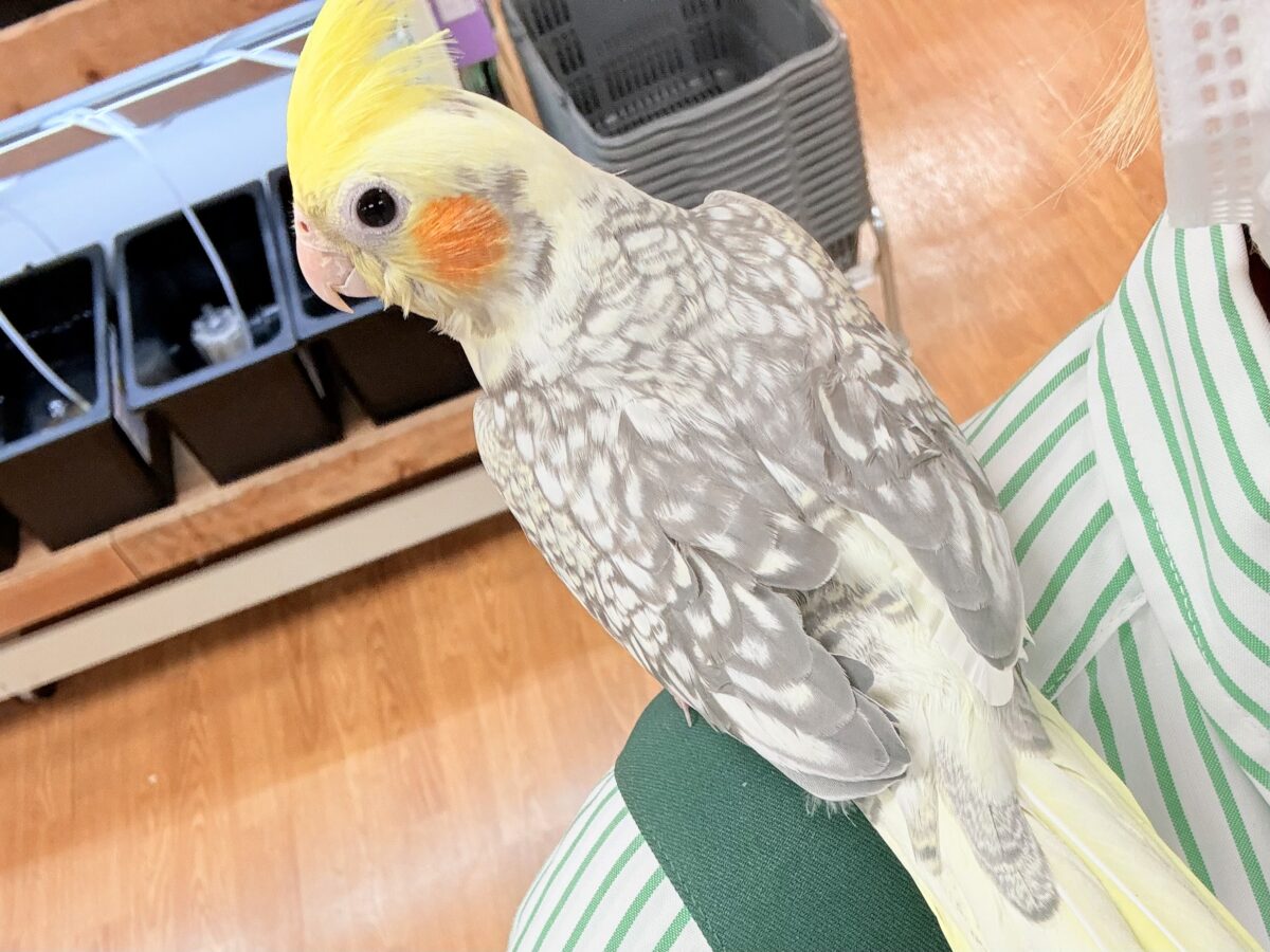 オカメインコ