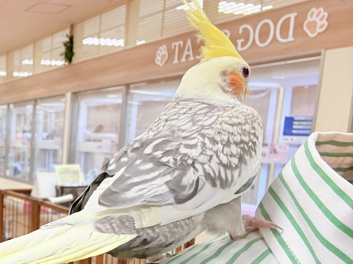 オカメインコ