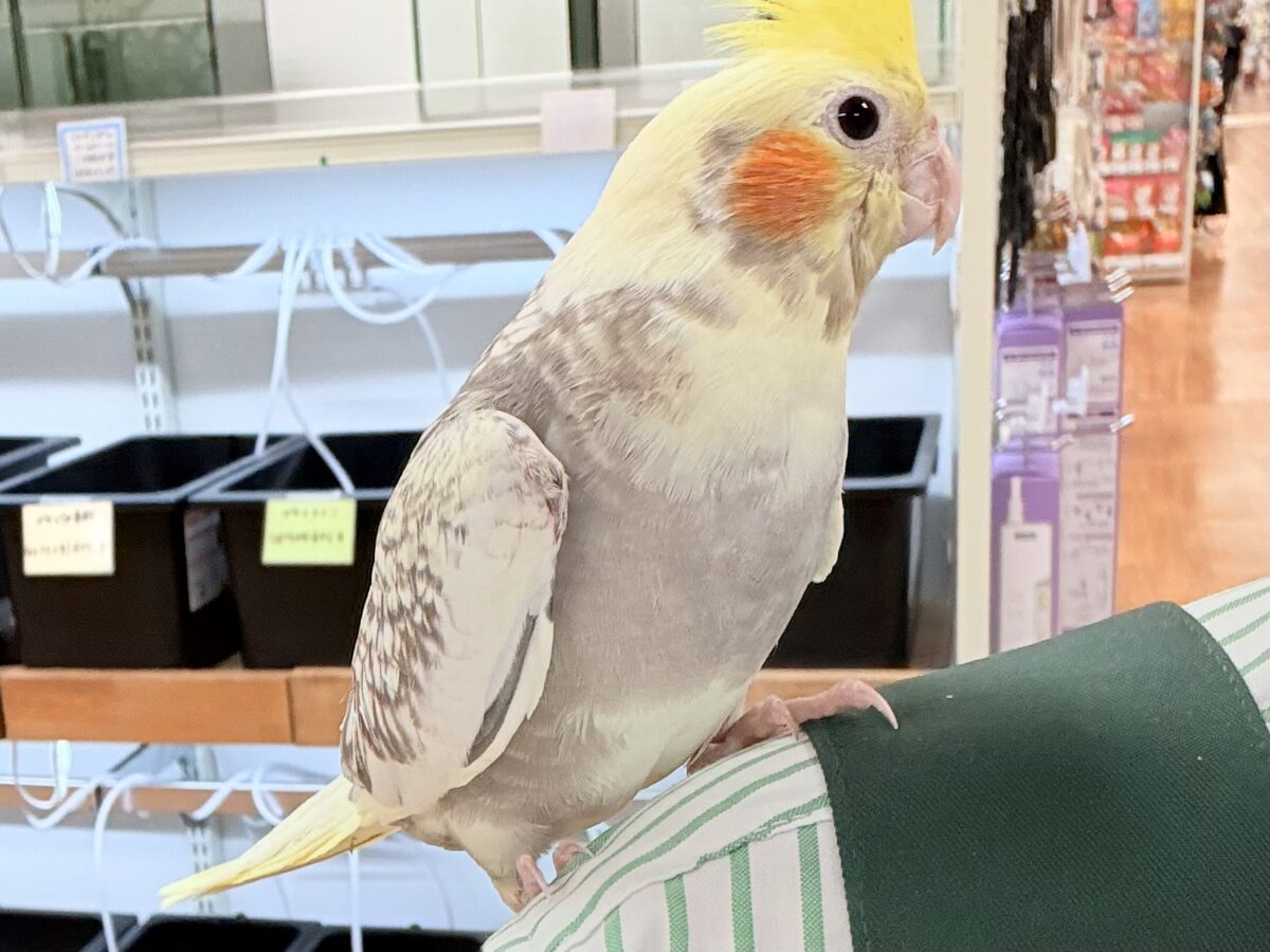 オカメインコ