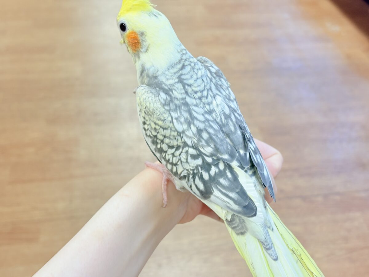 オカメインコ