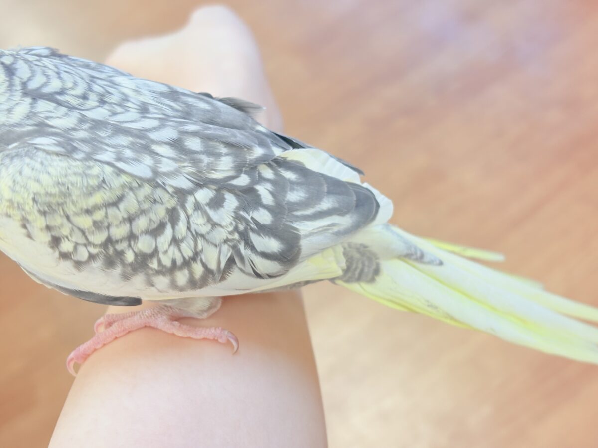 オカメインコ