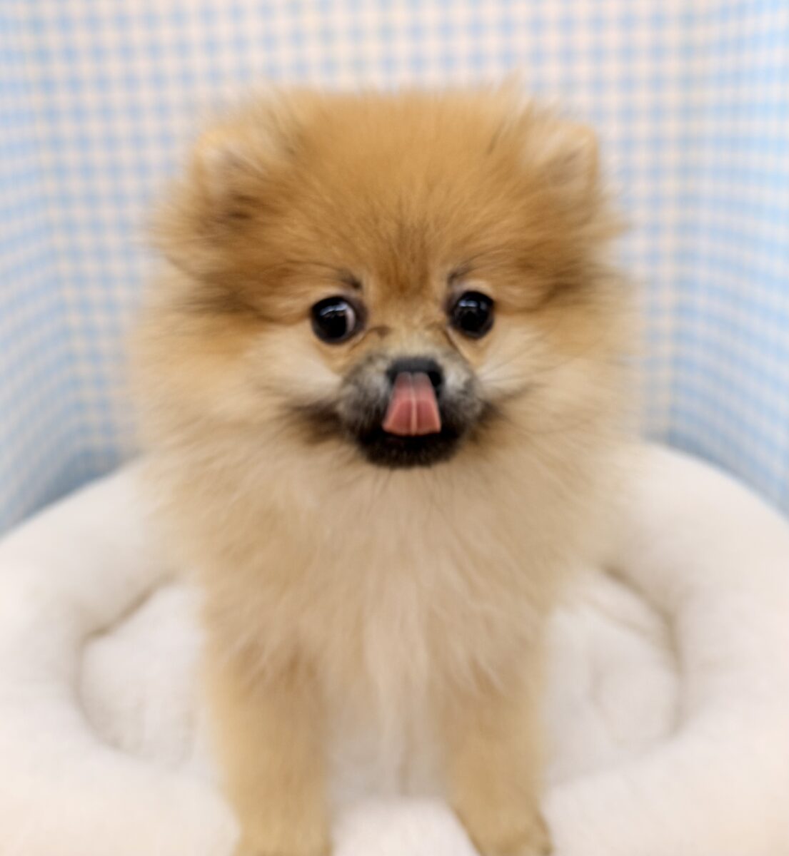 ポメラニアン