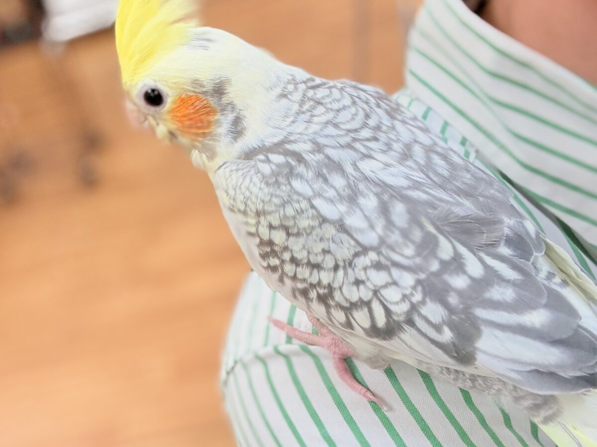 オカメインコ