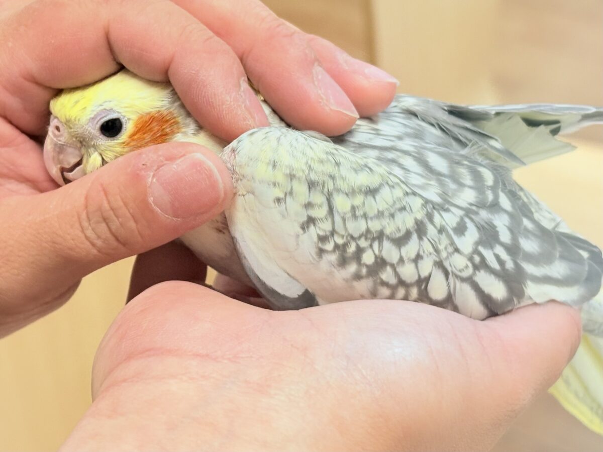 オカメインコ