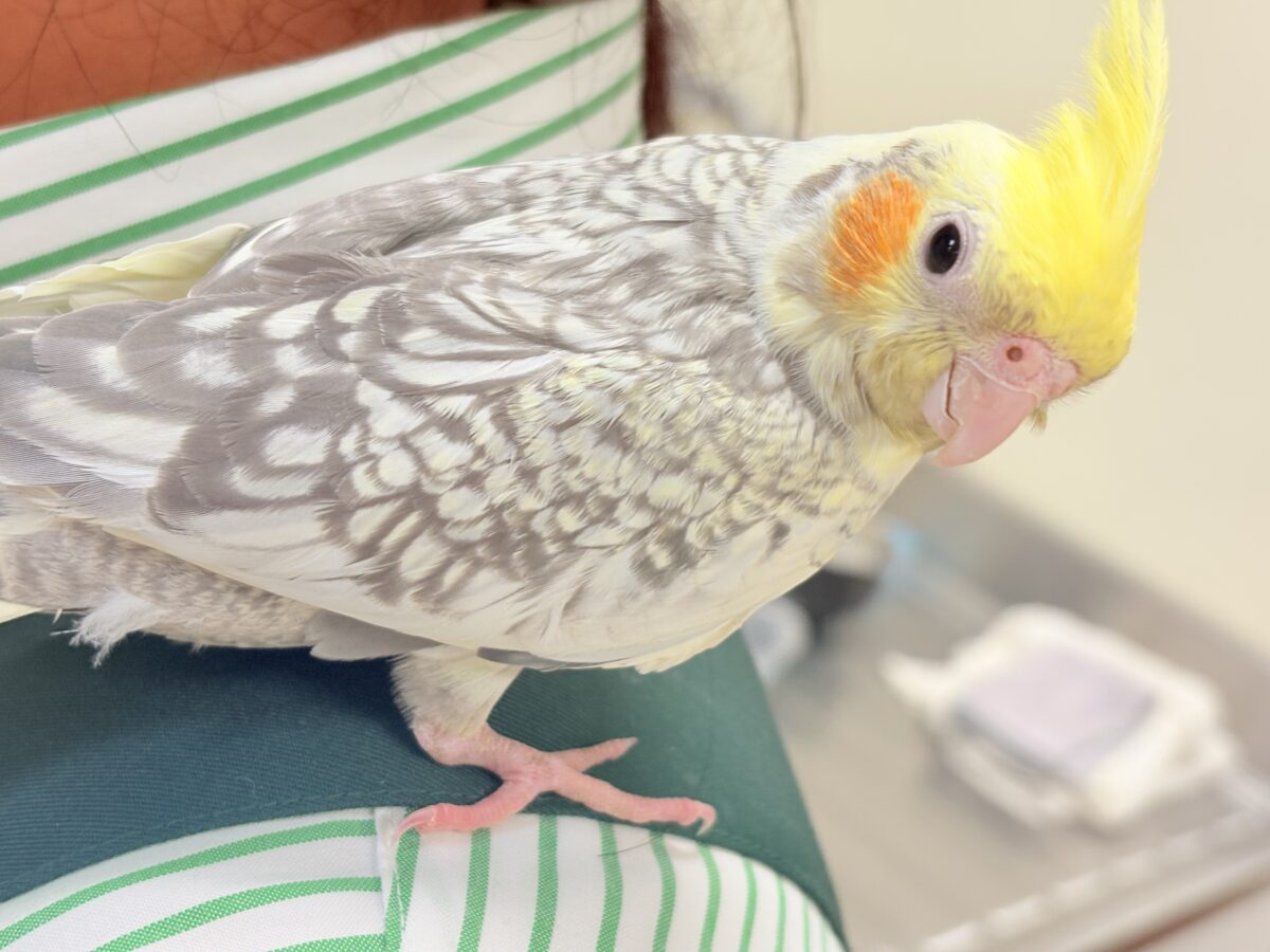 【最新画像】肩にのせてよ‼️オカメインコ😋（パールパイド）