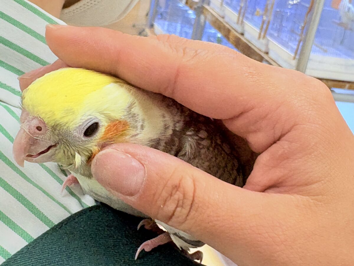 オカメインコ