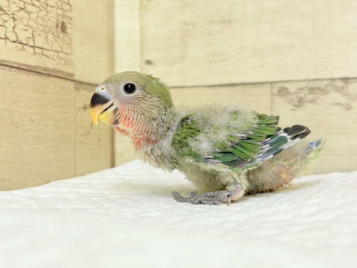 コザクラインコ（小桜インコ）