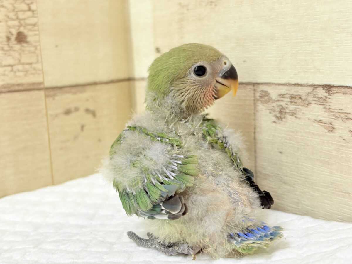 コザクラインコ（小桜インコ）