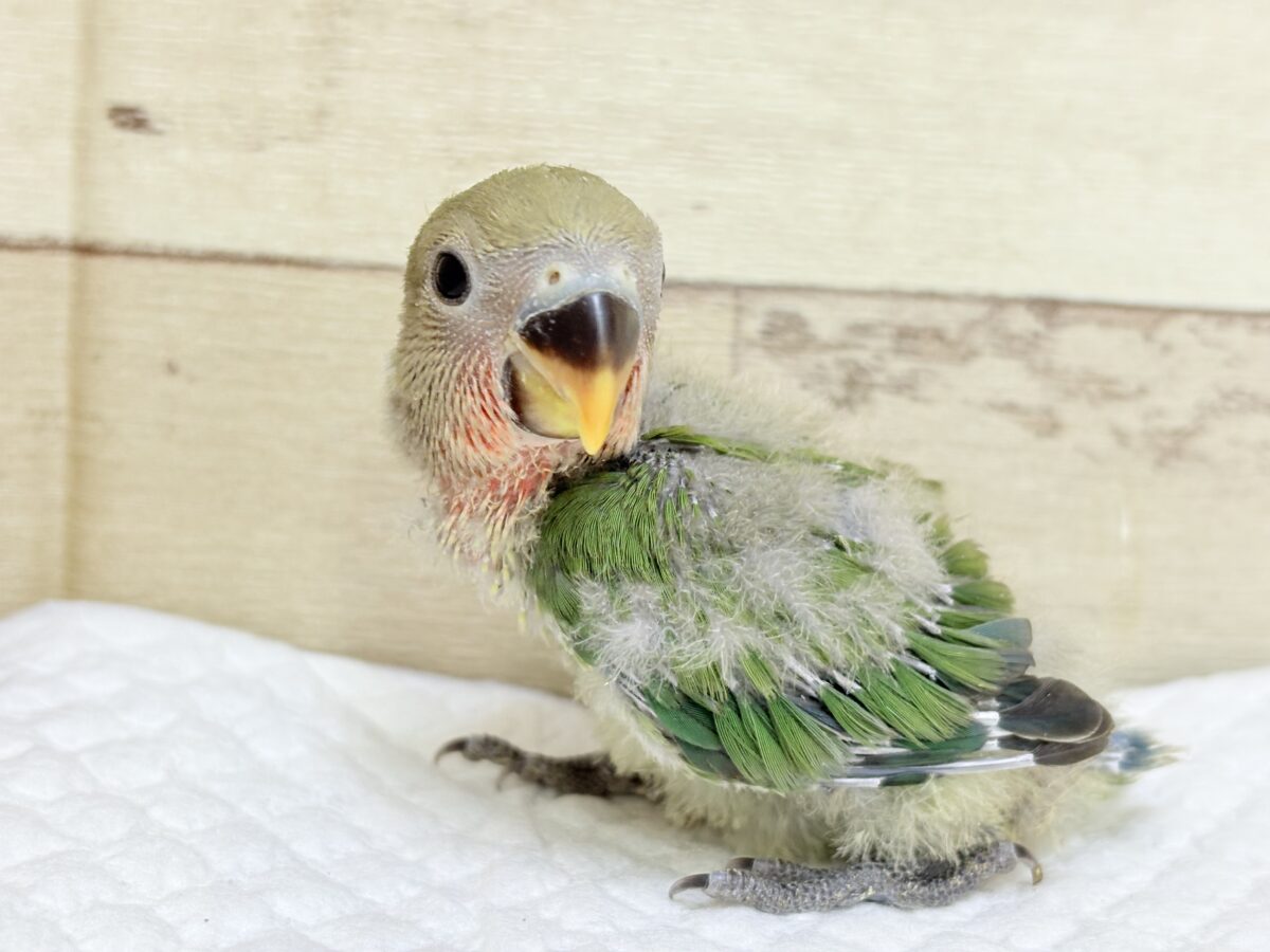 コザクラインコ（小桜インコ）