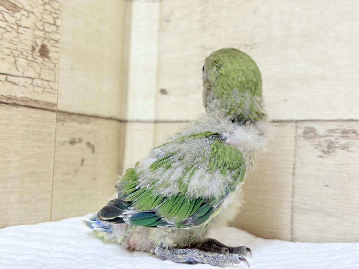 コザクラインコ（小桜インコ）