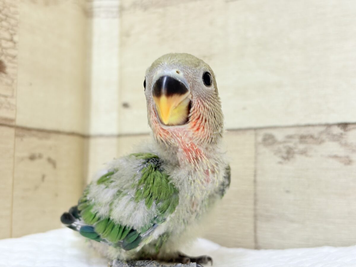 コザクラインコ（小桜インコ）