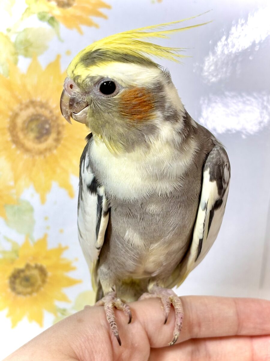 オカメインコ