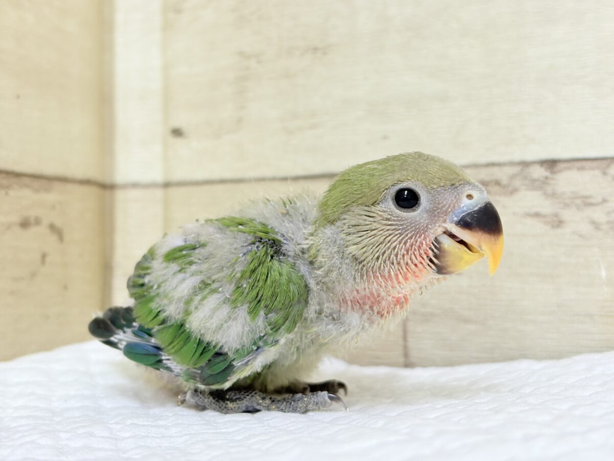 コザクラインコ（小桜インコ）