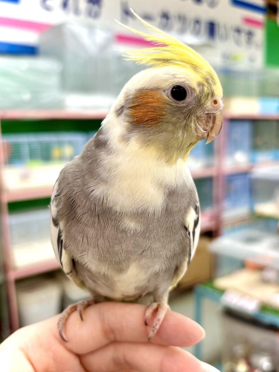 オカメインコ