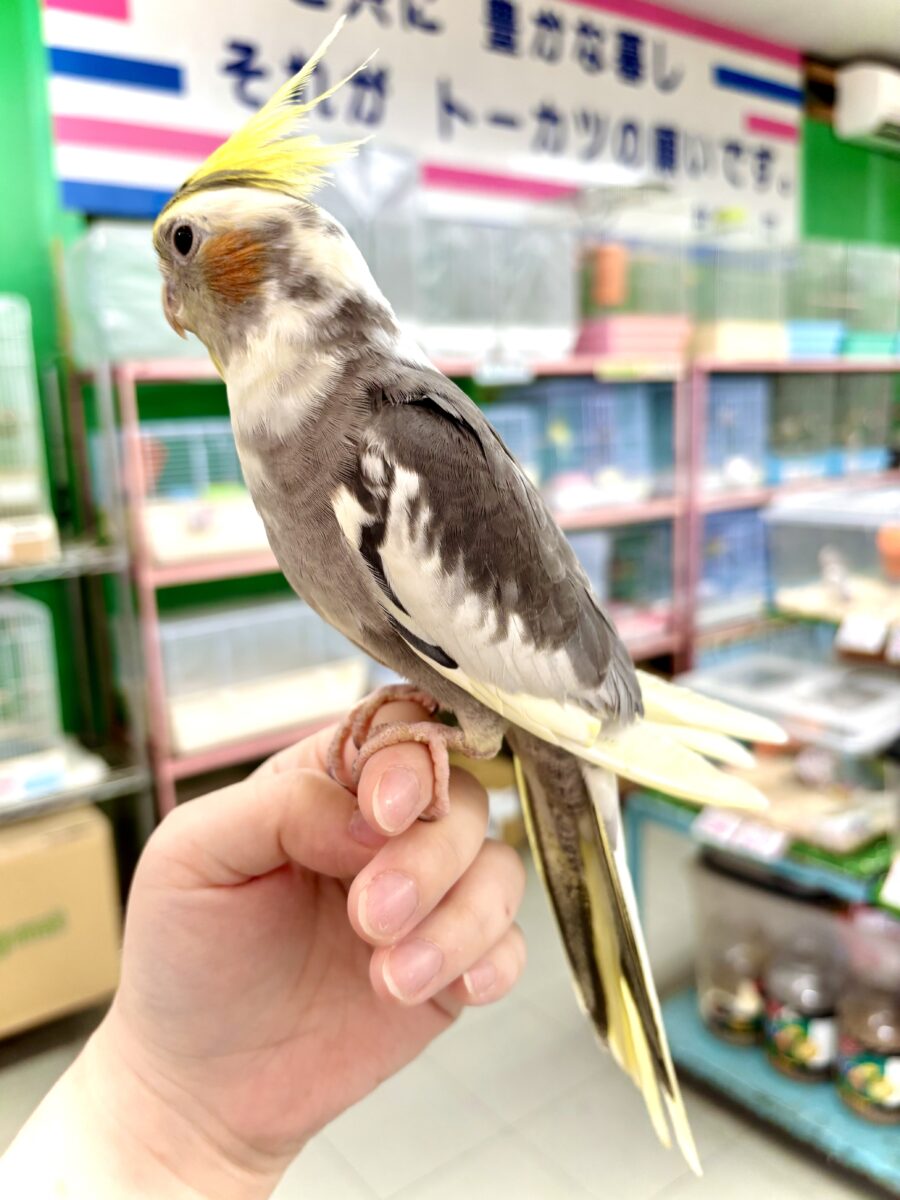 オカメインコ