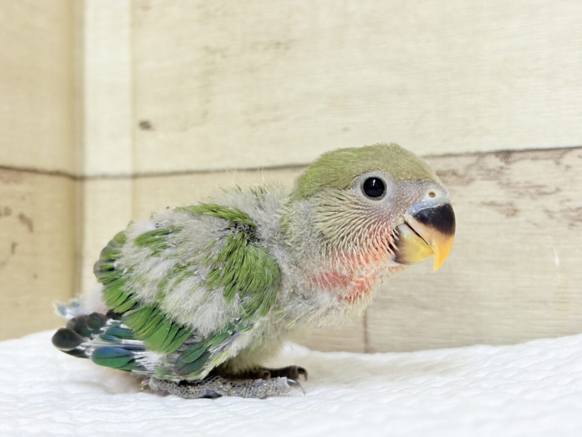 コザクラインコ（小桜インコ）