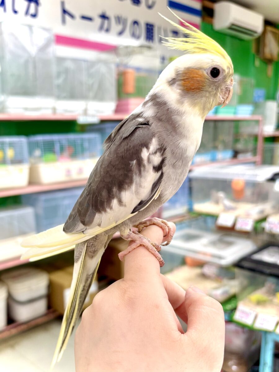 オカメインコ