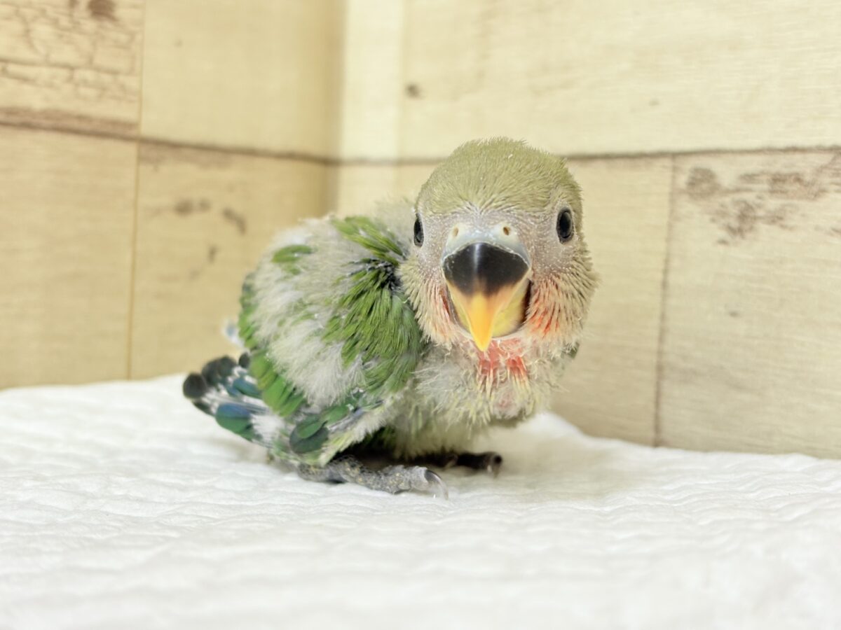 コザクラインコ（小桜インコ）
