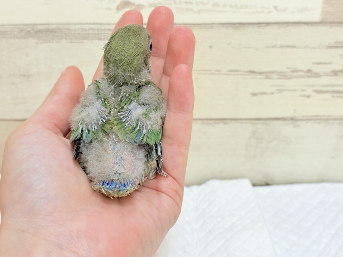 コザクラインコ（小桜インコ）