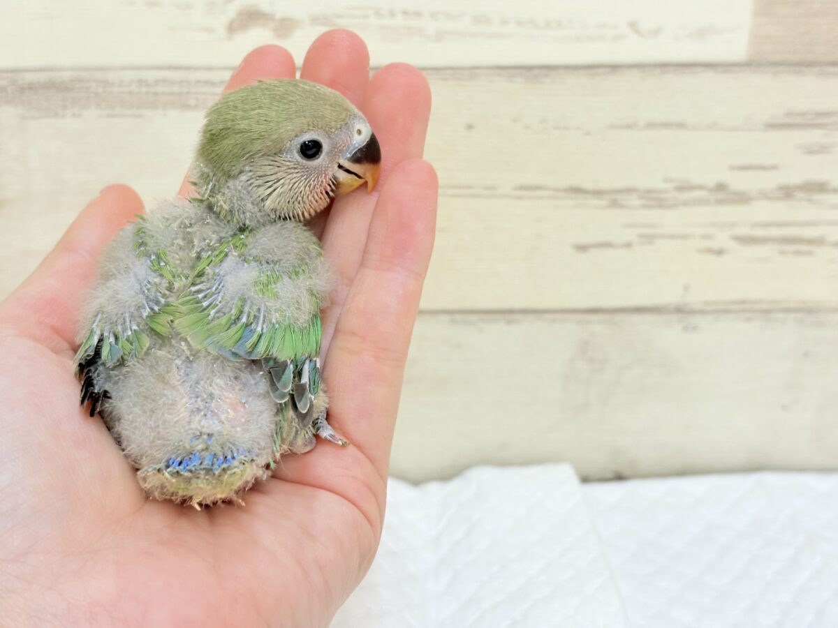 コザクラインコ（小桜インコ）