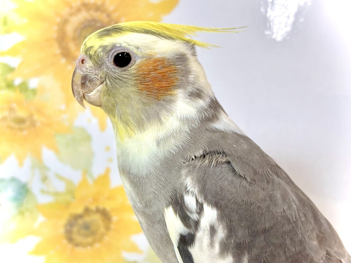 オカメインコ パイド🌼🤍🪽
