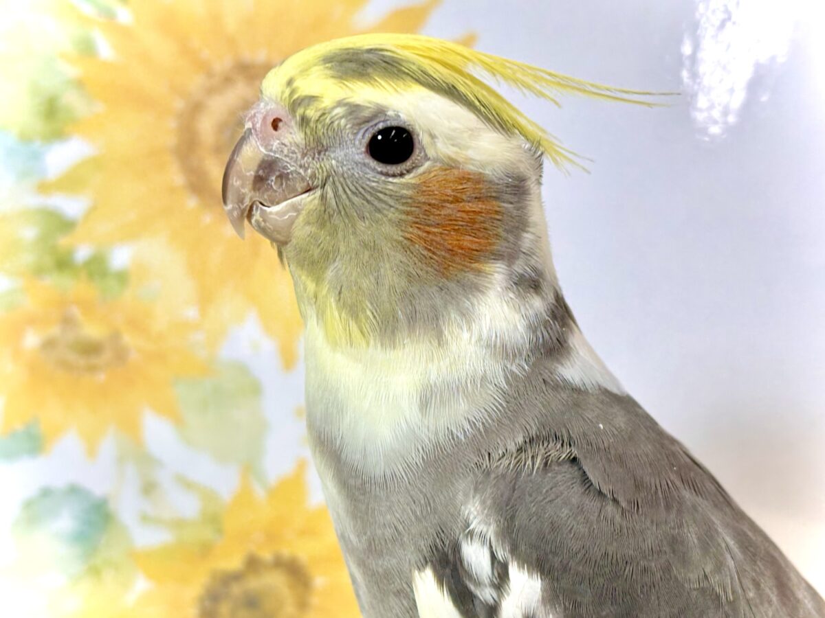 オカメインコ