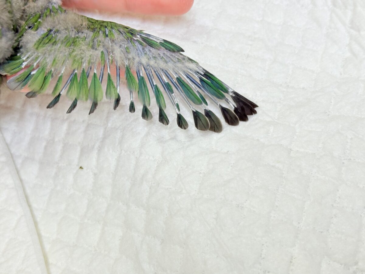 コザクラインコ（小桜インコ）