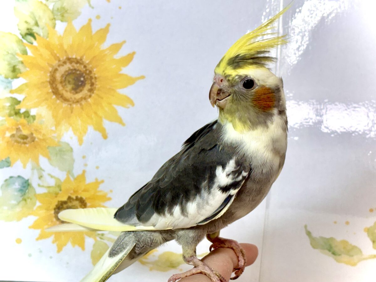 オカメインコ