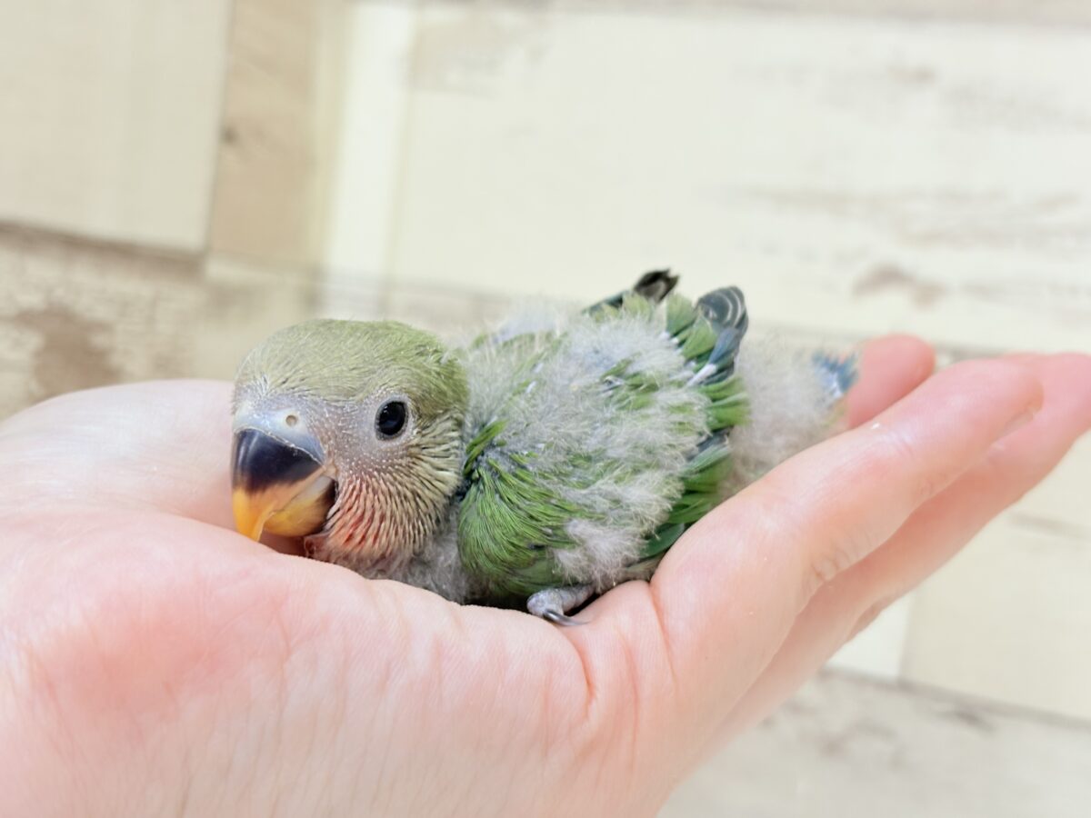 コザクラインコ（小桜インコ）