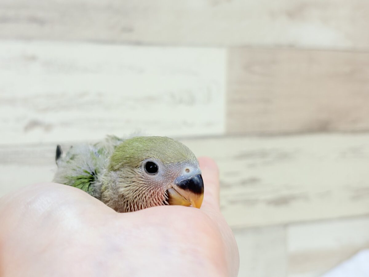 コザクラインコ（小桜インコ）
