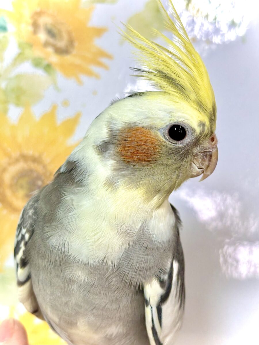 オカメインコ