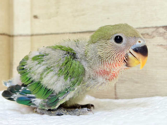 ぽやぽや〜っとおっとりさん𓈒𓏸︎︎︎︎ 𓈒𓂂𓏸コザクラインコ(ノーマル) ヒナ