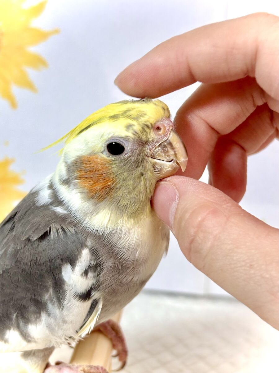 オカメインコ