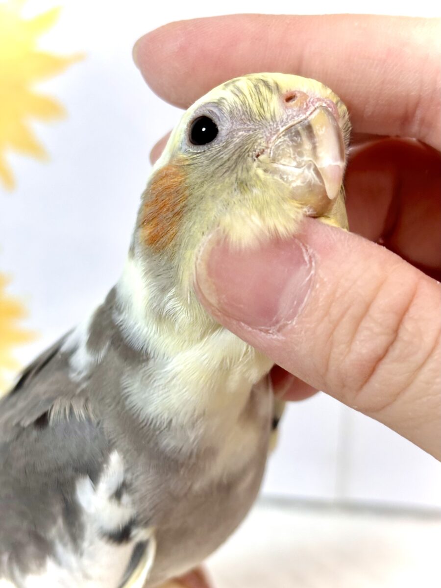 オカメインコ パイド🌼🤍🪽 オカメインコ