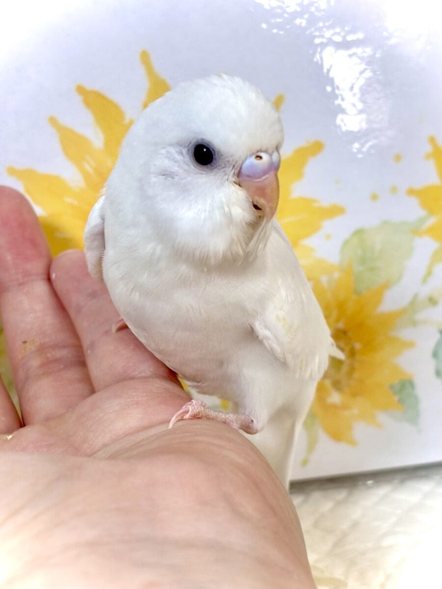 セキセイインコ ホワイトダブルファクター 🤍🕊️ セキセイインコ