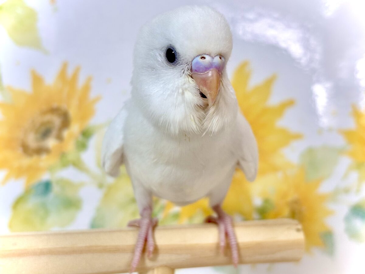 セキセイインコ ホワイトダブルファクター 🤍🕊️