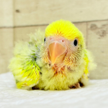 ひよこフォルム🐥もふもふヘアー💐☁️コザクラインコ(タイガーチェリー) ヒナ