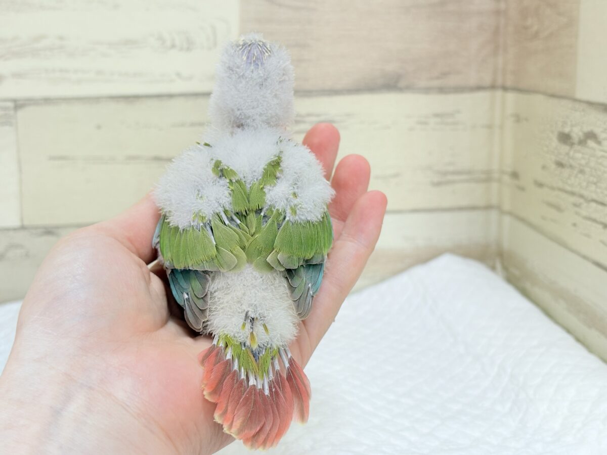 ホオミドリウロコインコ